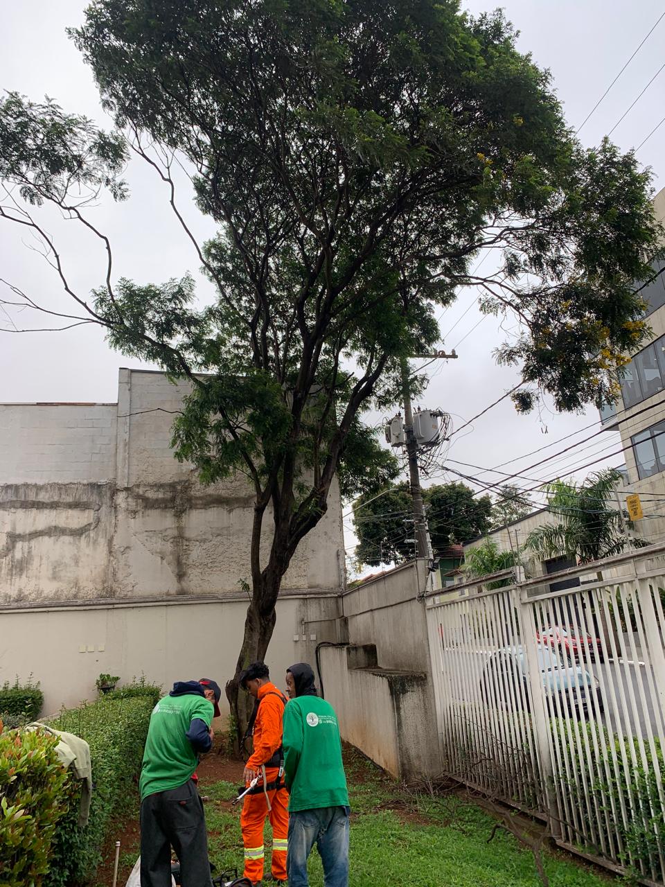 Antes — Poda e remoção técnica de árvore